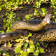 Illustration for article titled Why It Pays To Be A Small Male If Youre Going To A Snake Orgy